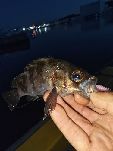 メバルの釣果
