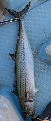 サワラの釣果