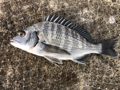 クロダイの釣果