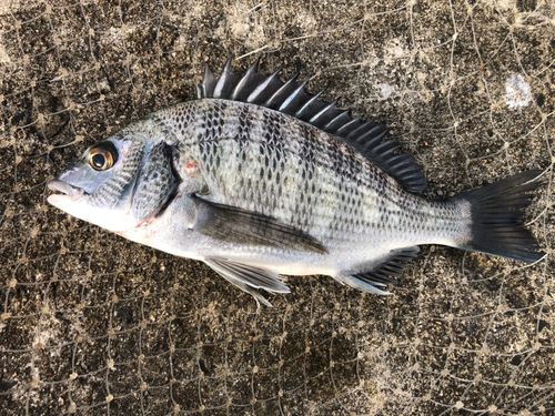 クロダイの釣果