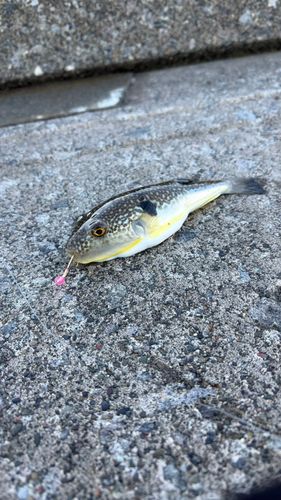 クサフグの釣果