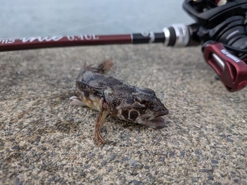 アナハゼの釣果