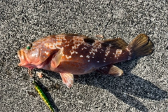 キジハタの釣果