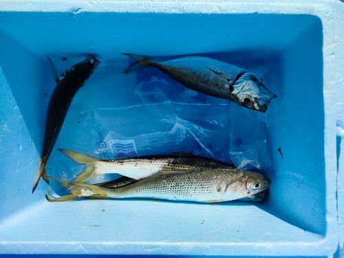 コノシロの釣果