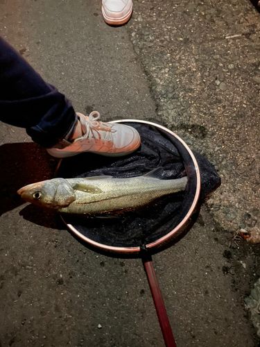 セイゴ（ヒラスズキ）の釣果