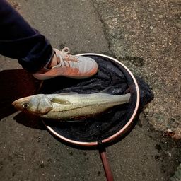 セイゴ（ヒラスズキ）