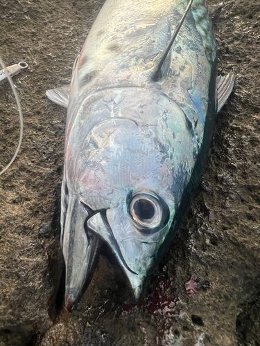 スマガツオの釣果