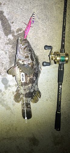 ベッコウゾイの釣果