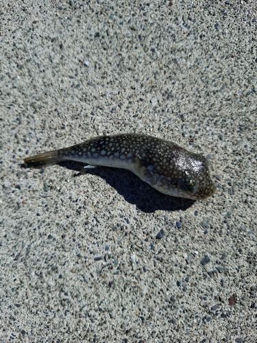 クサフグの釣果