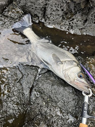 ヒラスズキの釣果