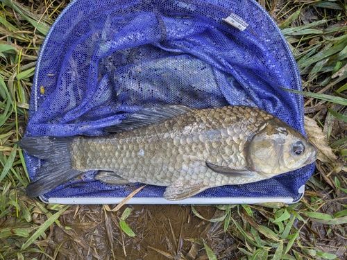 フナの釣果