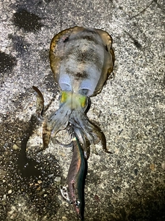 アオリイカの釣果