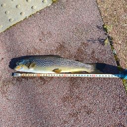 ブラウントラウト