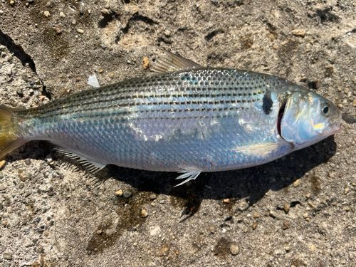 コノシロの釣果