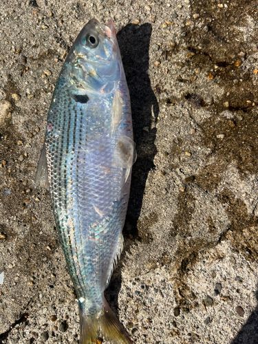 コノシロの釣果