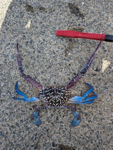 ワタリガニの釣果