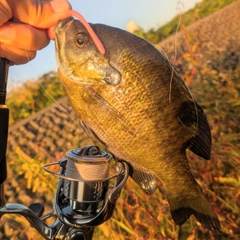 ブルーギルの釣果