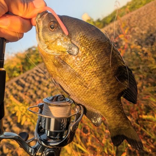 ブルーギルの釣果