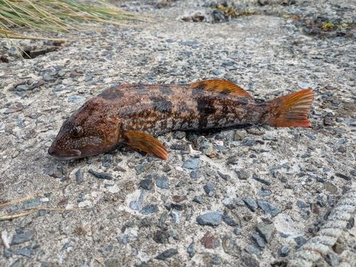 アイナメの釣果