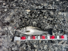 ヒラスズキの釣果