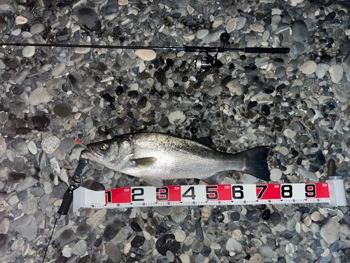 ヒラスズキの釣果