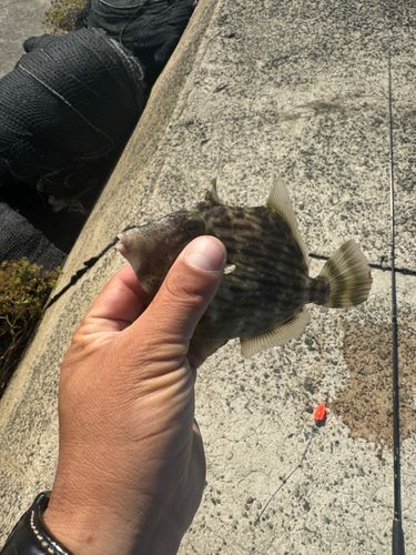 カワハギの釣果