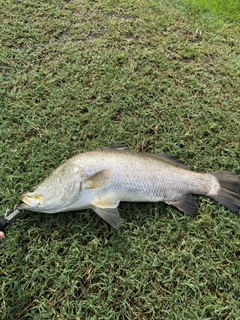 バラマンディの釣果