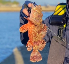 オニカサゴの釣果