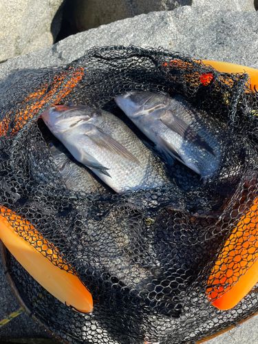 チヌの釣果