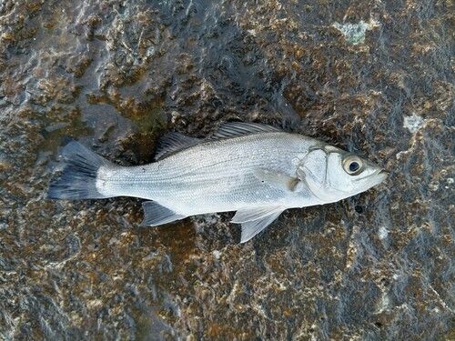 セイゴ（ヒラスズキ）の釣果