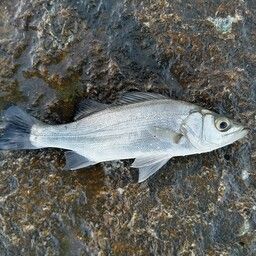 セイゴ（ヒラスズキ）