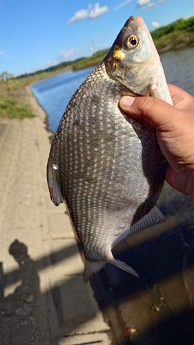 ダントウボウの釣果