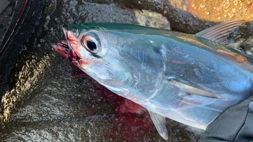 ソウダガツオの釣果