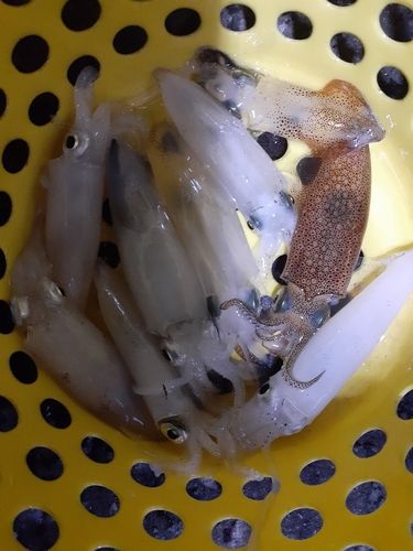 マメイカの釣果