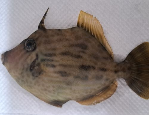 カワハギの釣果