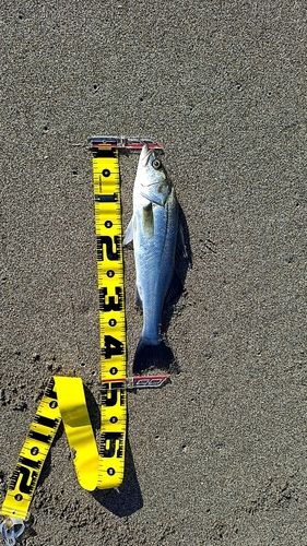 フッコ（マルスズキ）の釣果