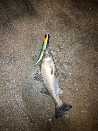 ヌマガレイの釣果