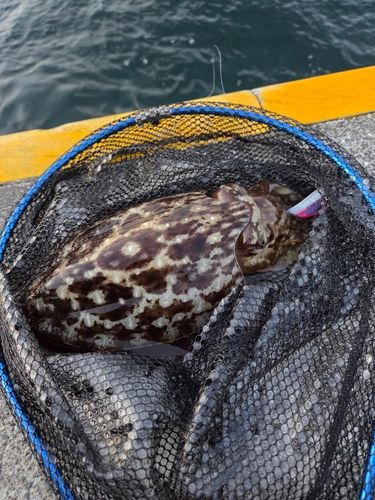 モンゴウイカの釣果