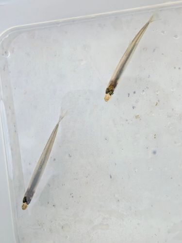 ワカサギの釣果