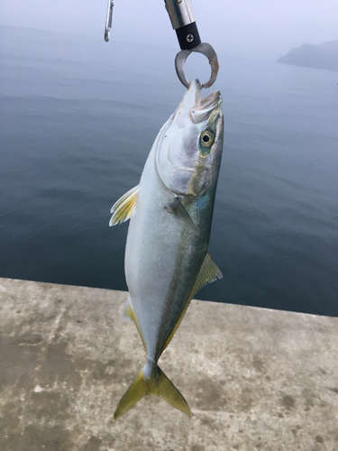 ハマチの釣果