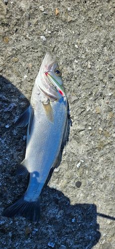 ヒラスズキの釣果