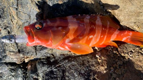 アカハタの釣果