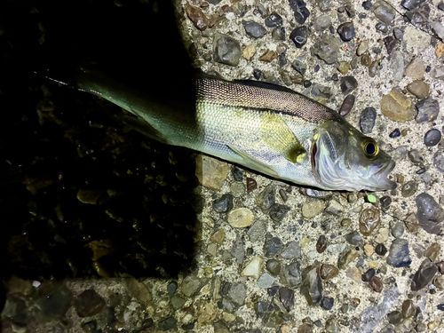 セイゴ（マルスズキ）