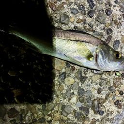 セイゴ（マルスズキ）