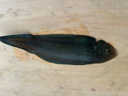 シタビラメの釣果