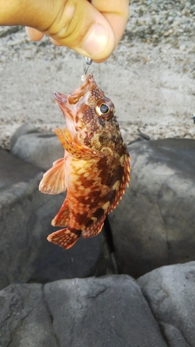 カサゴの釣果