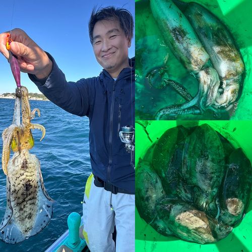 アオリイカの釣果