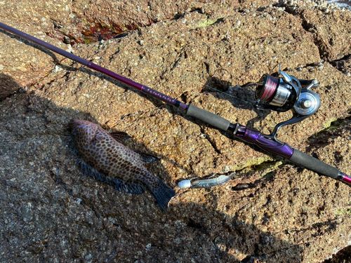 オオモンハタの釣果