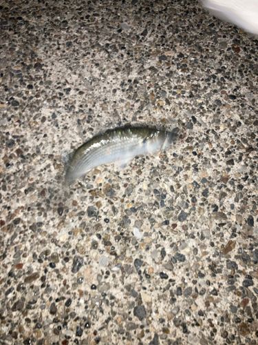 若洲海浜公園海釣り施設