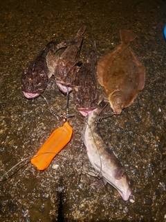 マガレイの釣果